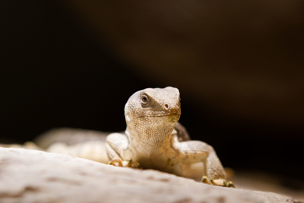 Desert iguana (Dipsosaurus dorsalis)