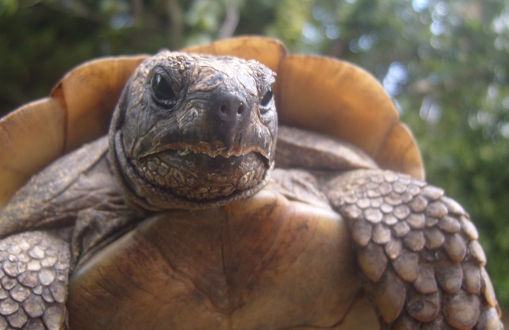 Angry Tortoise