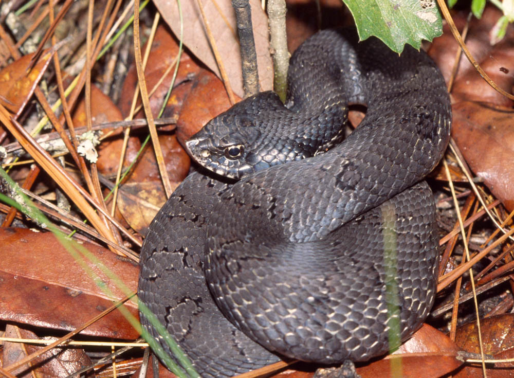 Eastern Hognose Snake -- south Georgia, USA
