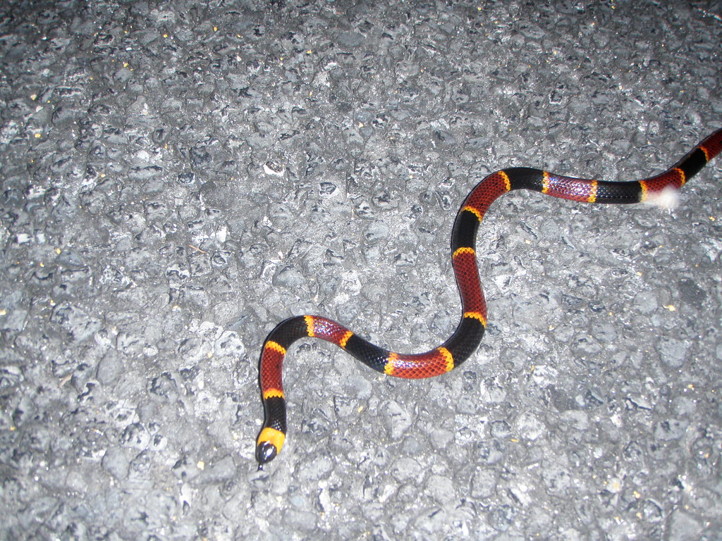 What to Do If You Encounter a Banded Snake