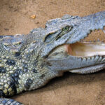 Crocodile with its mouth open