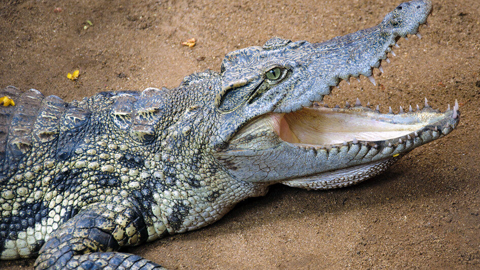 Crocodile with its mouth open
