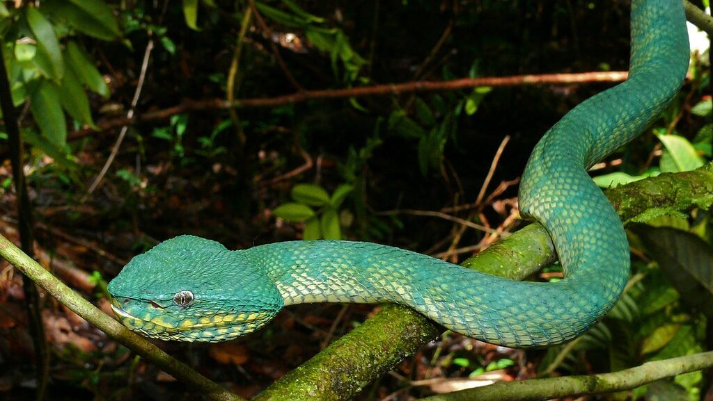 pit viper