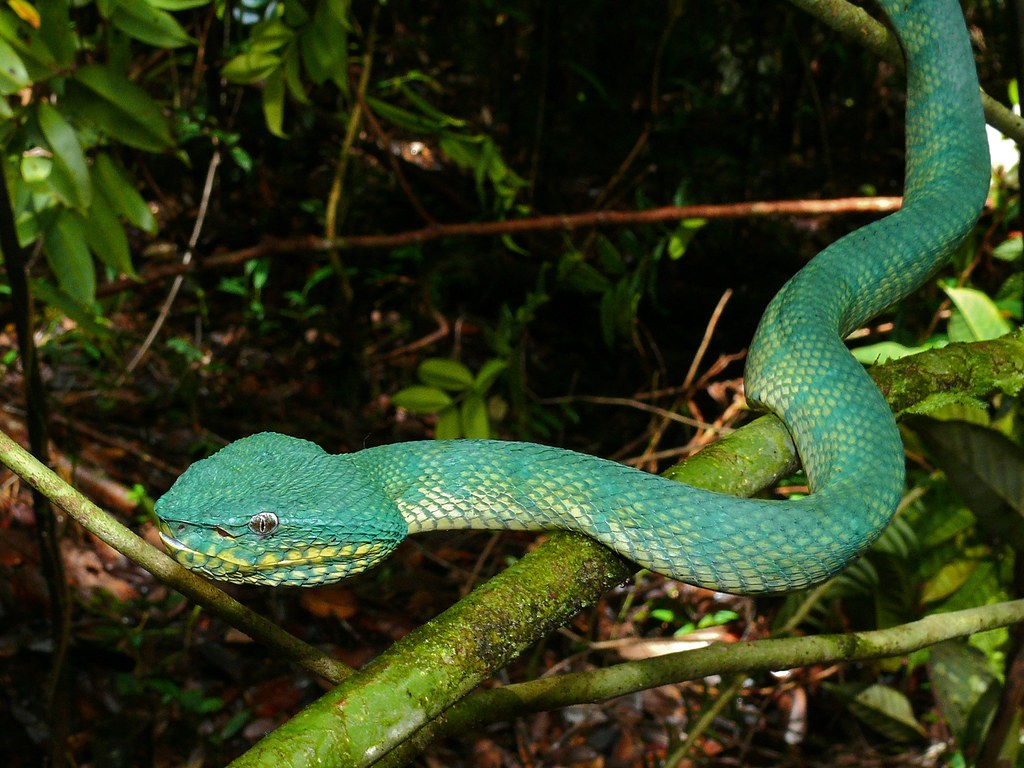 Venom and Snake Morphology