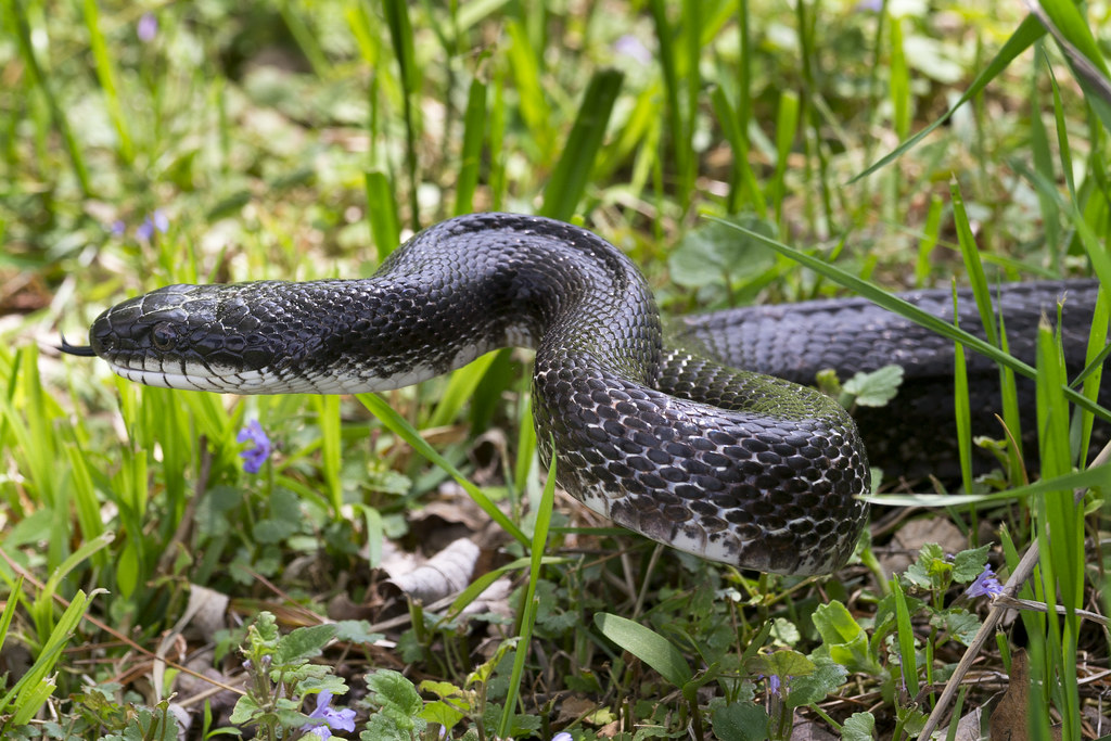 Black Rat Snake