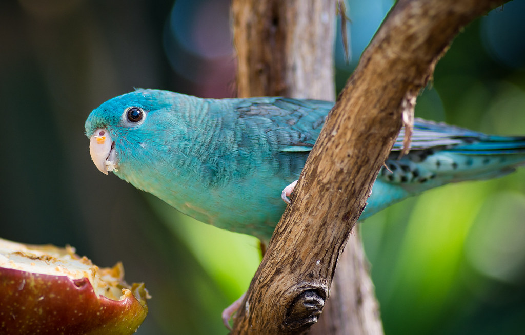 Lineolated Parakeets