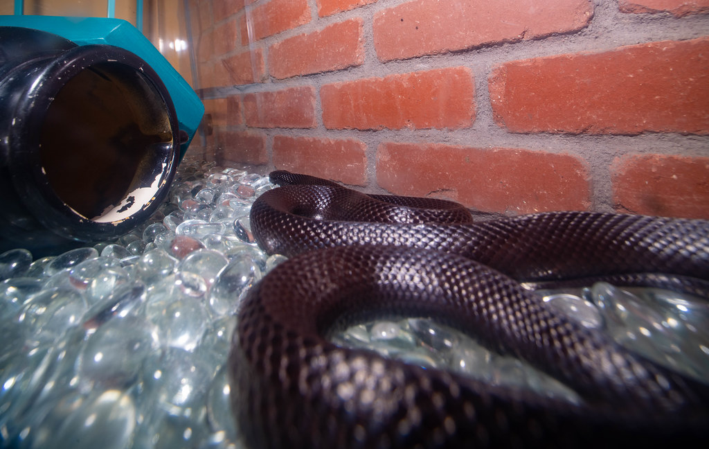 Breeding Considerations