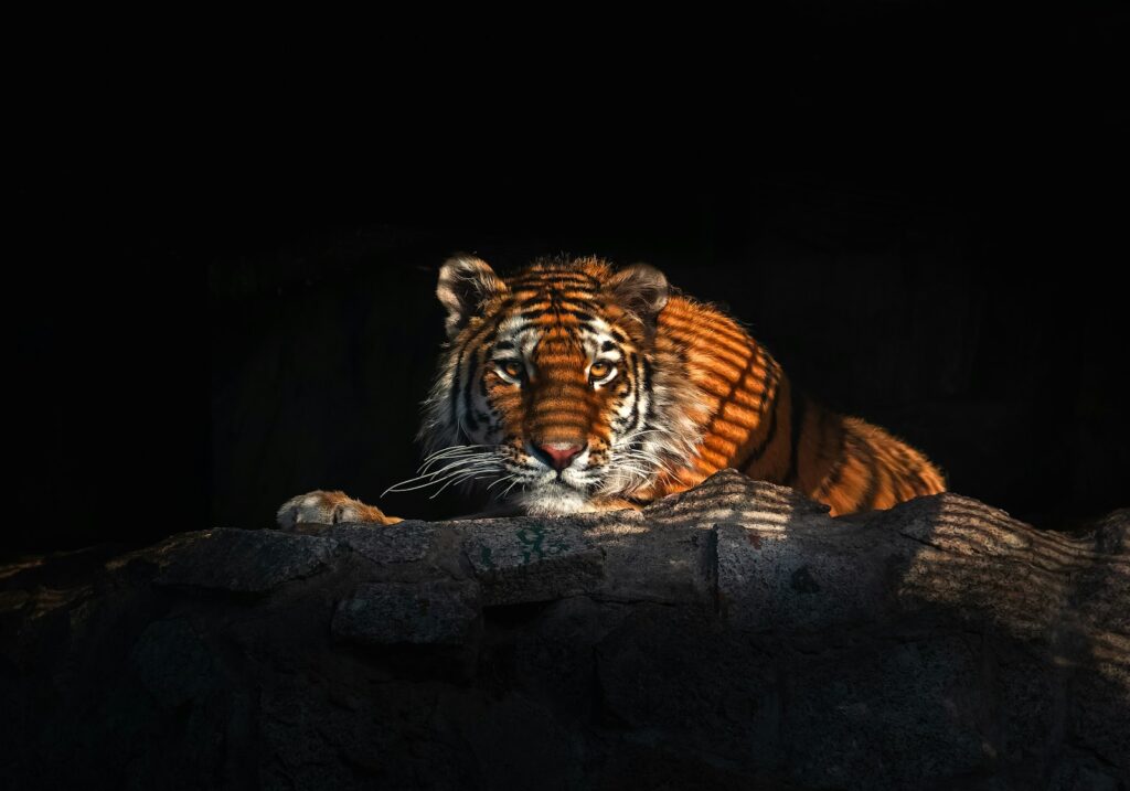 a tiger lying on a rock