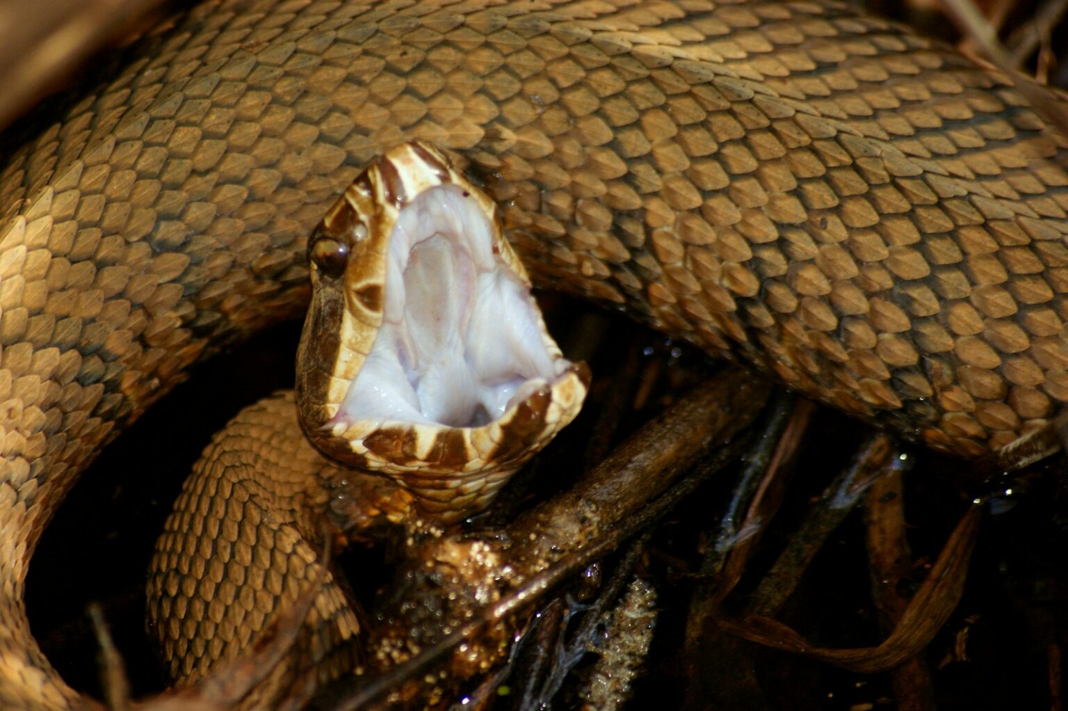 Picture of Can Venomous Snakes Be Safely Kept in Captivity?