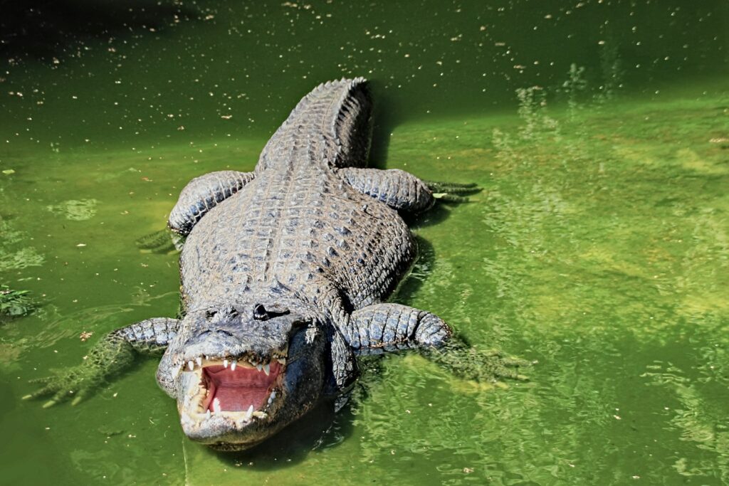 The Surprising Land Speed of Crocodiles