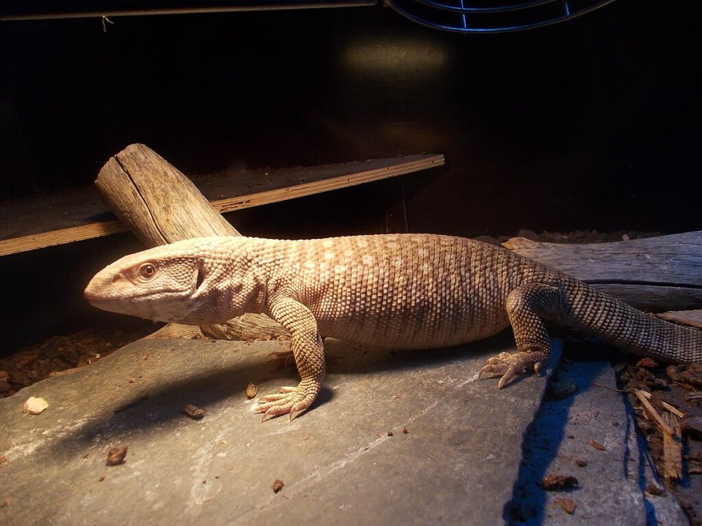 10. Savannah Monitors
