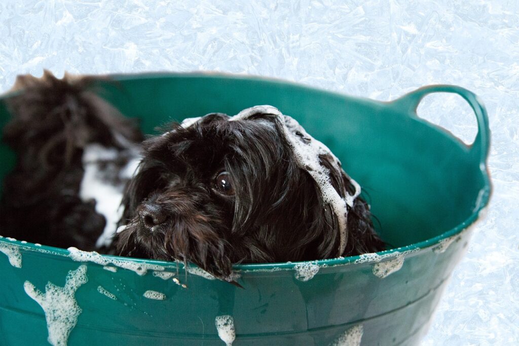 Using Eco-Friendly Pet Care Products