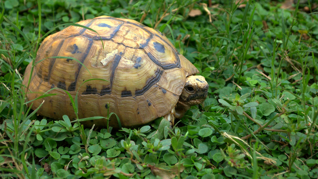 Turtle of the North