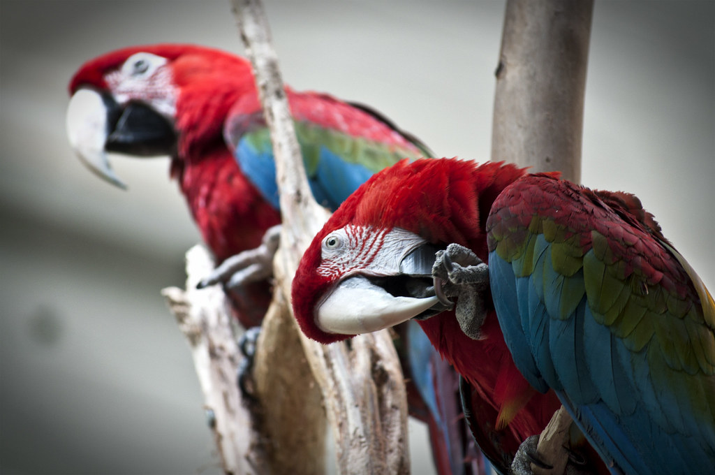 Greenwinged Macaw