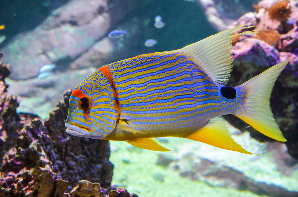 colorful fish