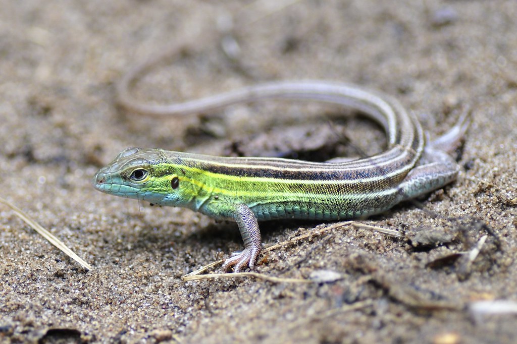 Six-lined Racerunner - Cnemidophorus sexlineatus