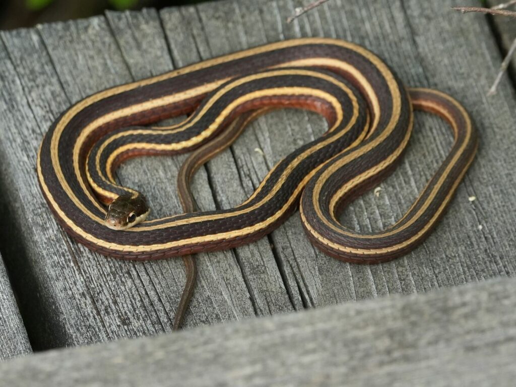 Ribbon Snake (Thamnophis saurita)