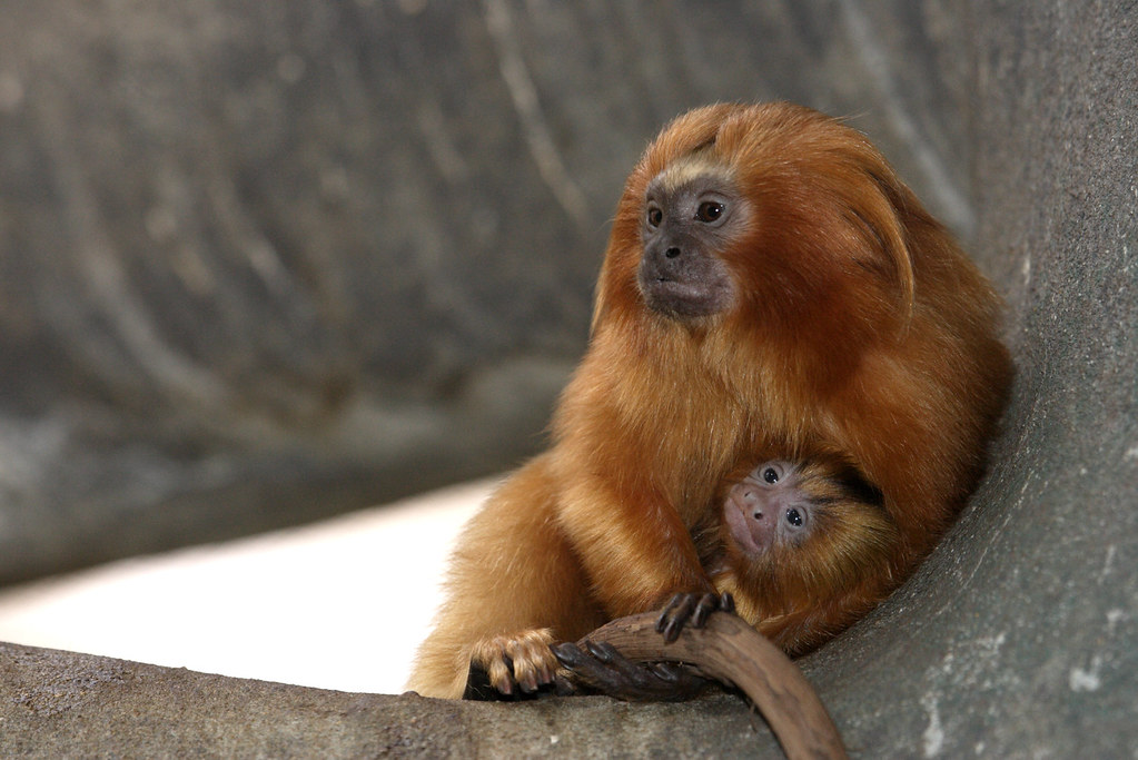 Conservation Implications of Breeding Programs