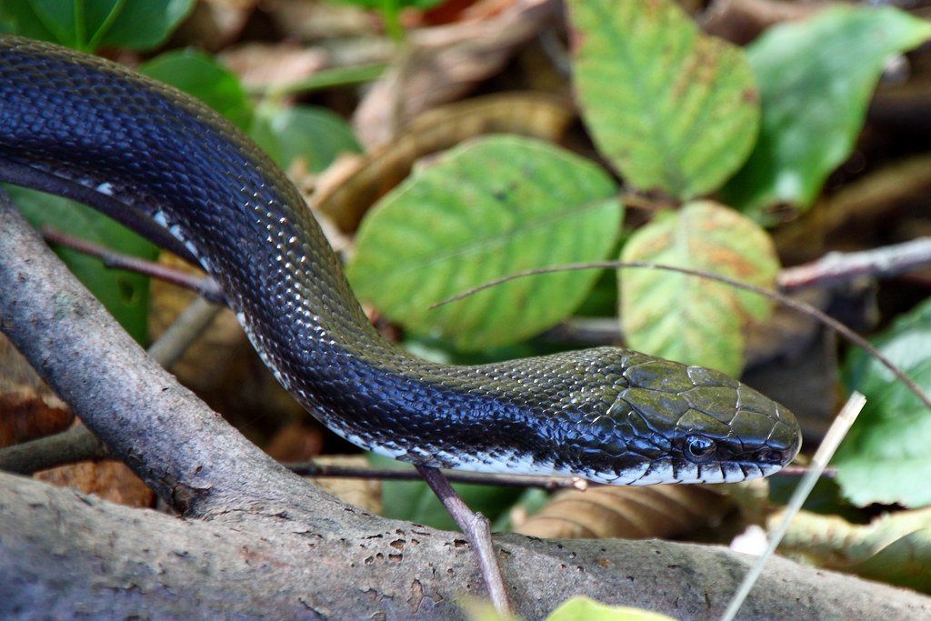 Black Rat Snake (Elaphe obsoleta)