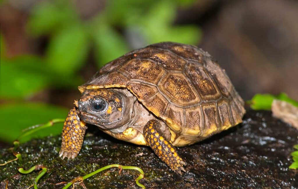 Yellow-Footed Tortoise (Chelonoidis denticulatus)
