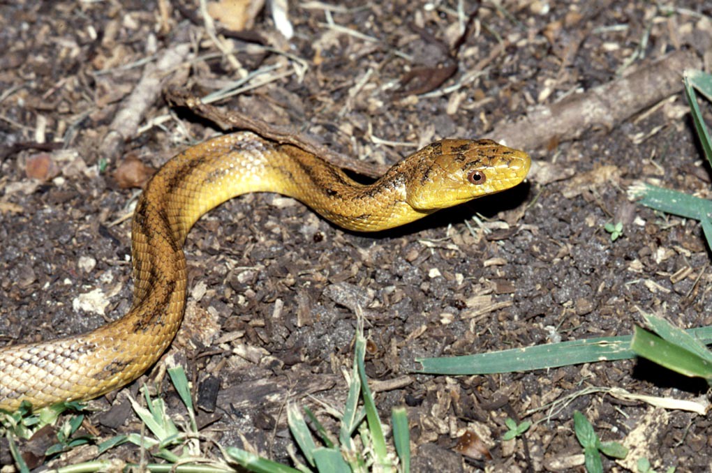 Eastern Rat Snake (Pantherophis alleghaniensis)