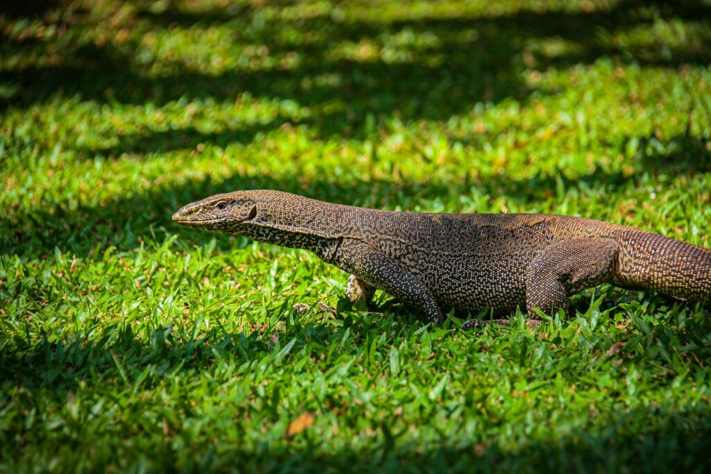 A Bengal monitor lizard basks on lush green grass under bright sunlight outdoors.