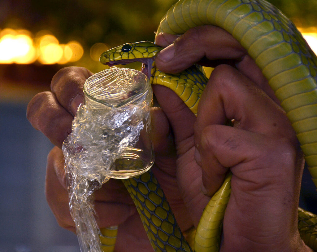 Success Stories: The Life-Saving Impact of Antivenom