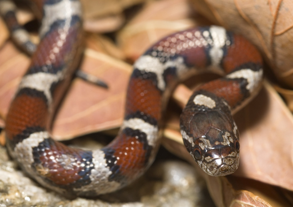 The Limitations and Risks of Mimicry