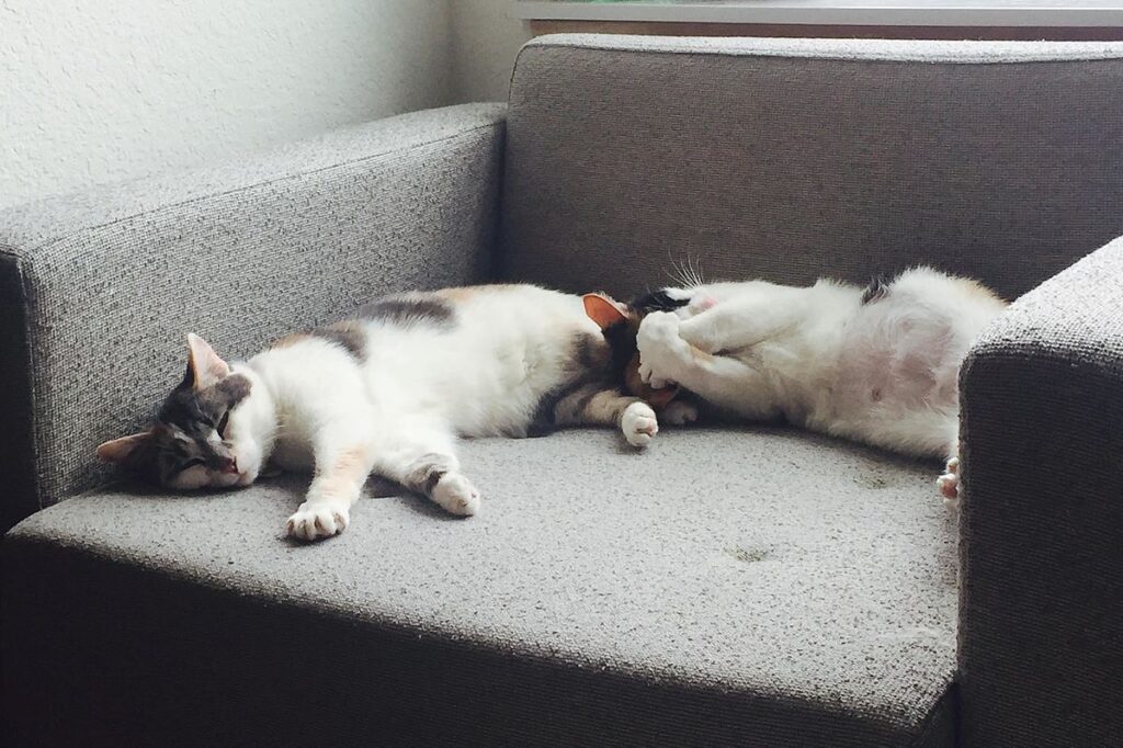 Keeping Cats Indoors