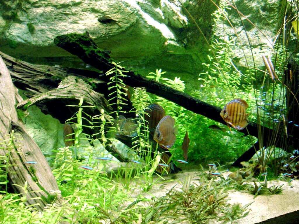 Natural Habitat and Origins
