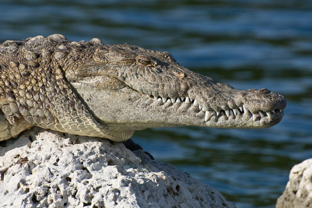 American Crocodile (Crocodylus acutus)