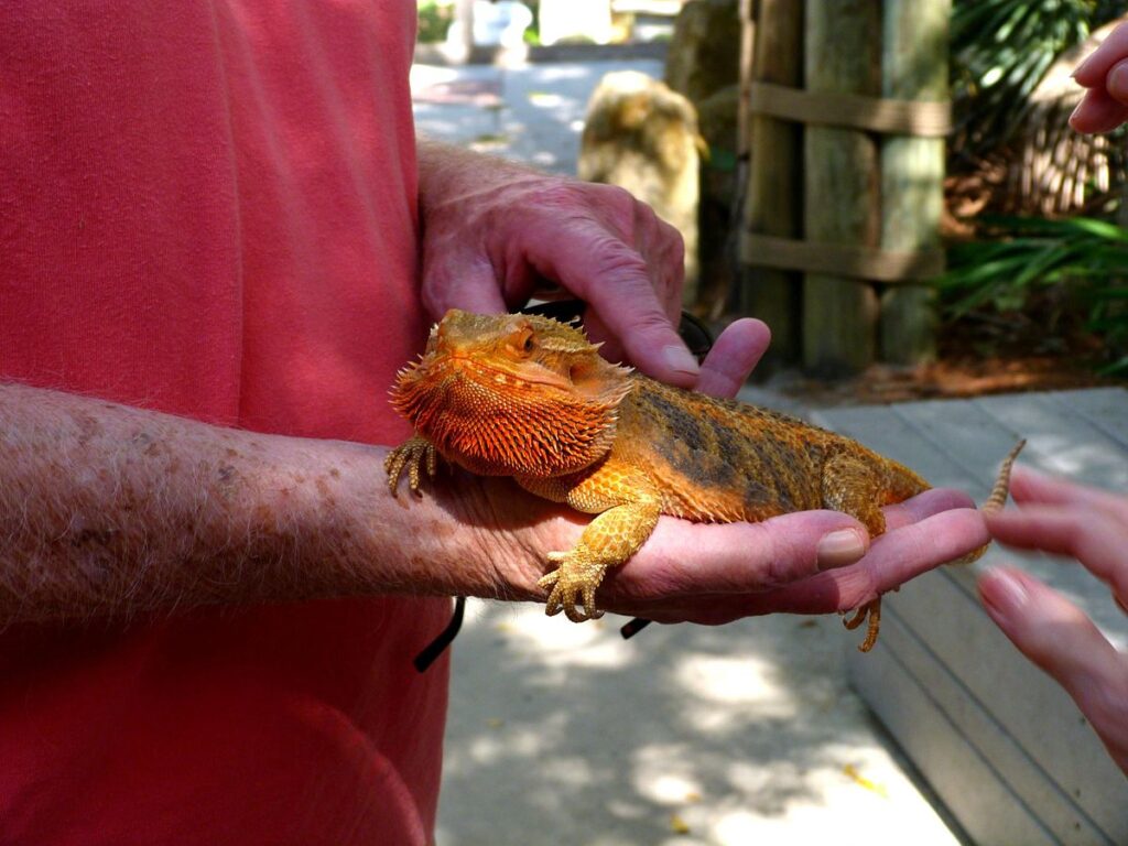 Can Lizards Bond With Humans Over Time?
