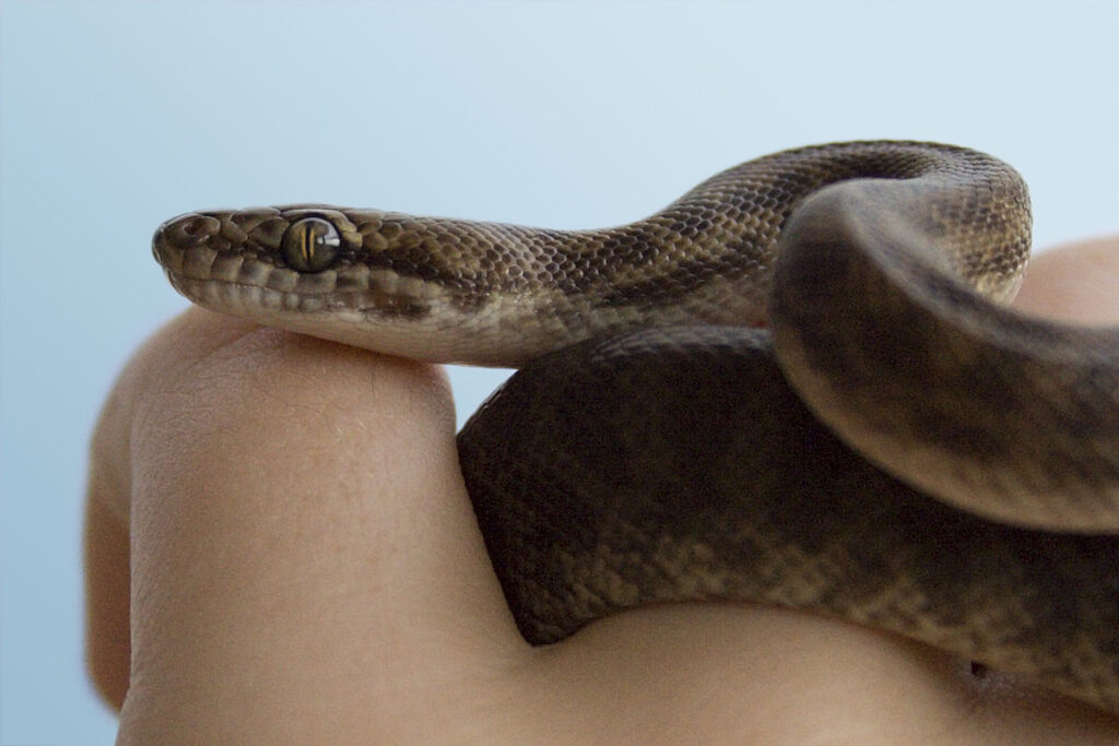 Children's Pythons: Small but Sociable