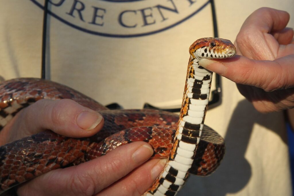 Understanding Snake Intelligence