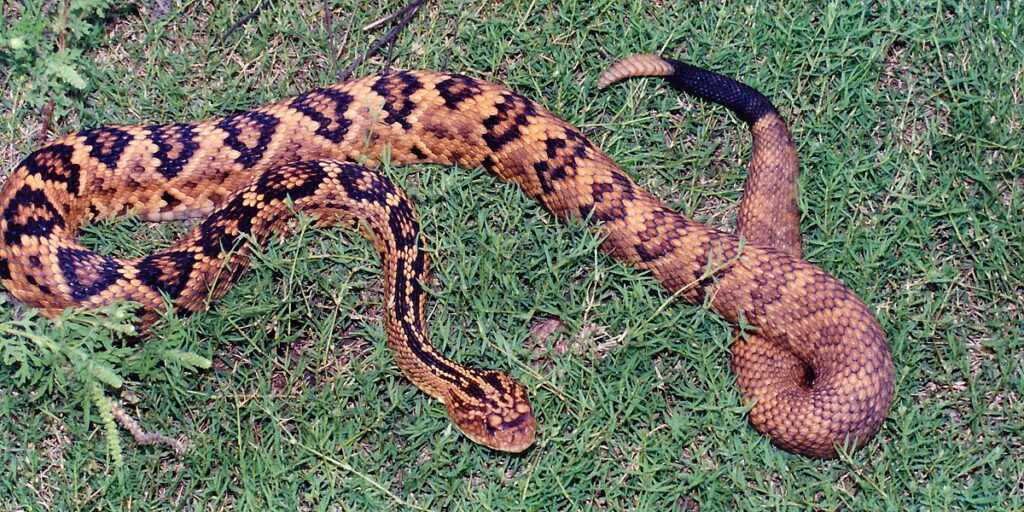 Factors That Influence Rattling Behavior