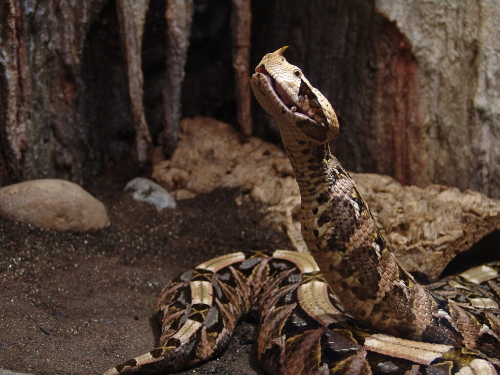 Venom Delivery Systems: Are They Evolving Too?