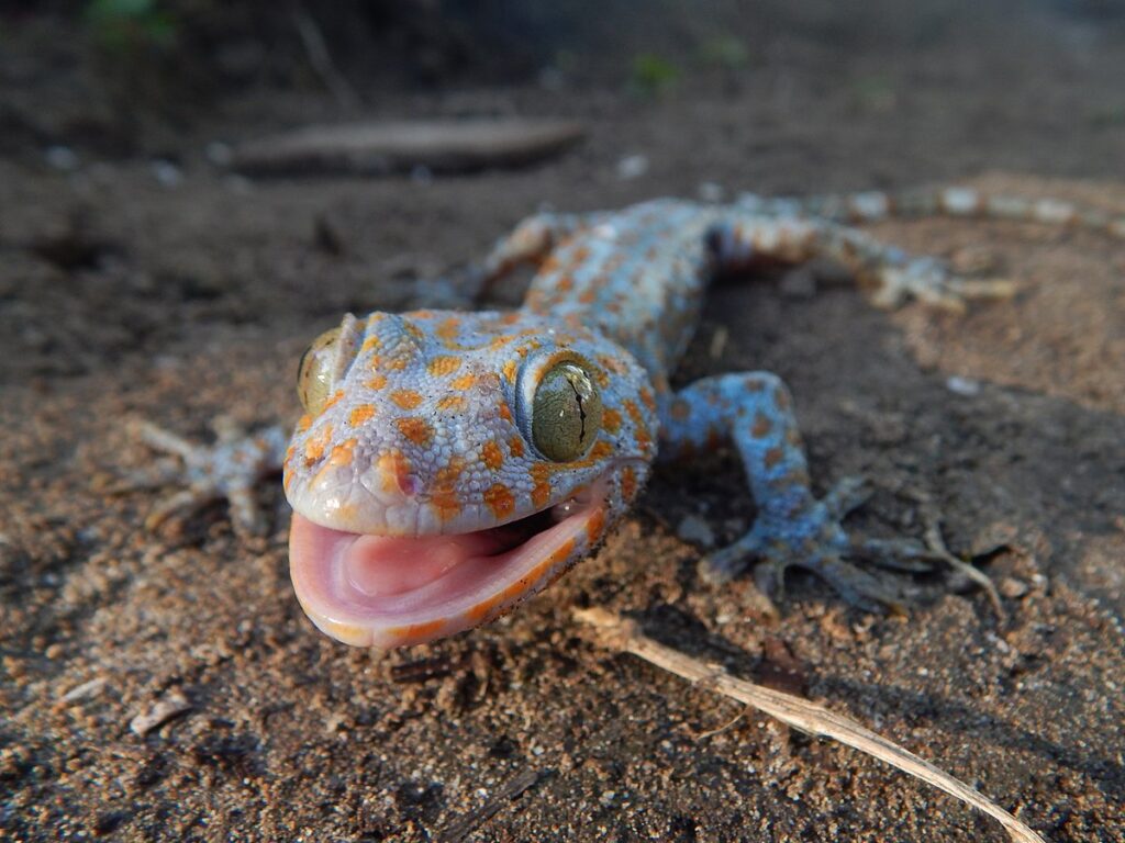 The Tokay's Vocal Communication