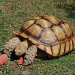 Sulcata Tortoise (Centrochelys sulcata)