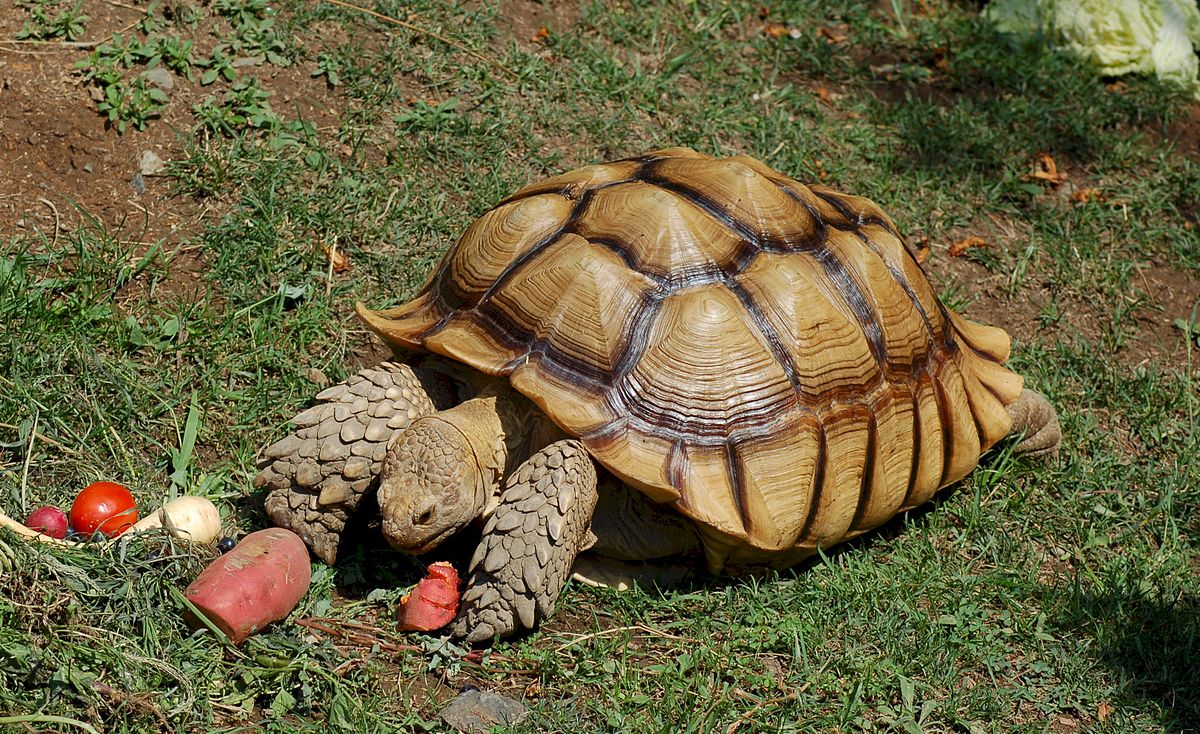 Sulcata Tortoise (Centrochelys sulcata)