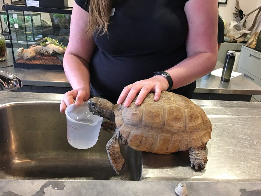 Preparing Your Reptile for the Journey
