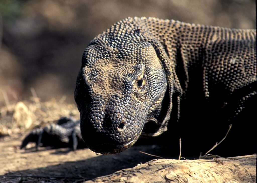 Evolutionary Pressures and Intelligence