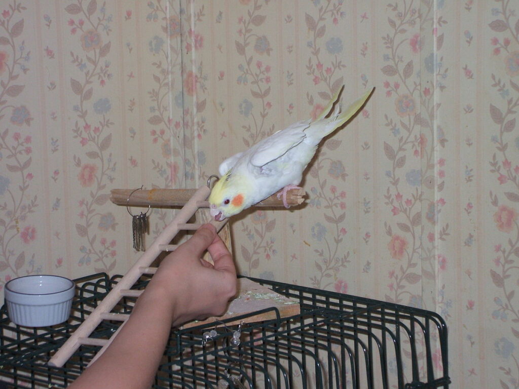 Training Techniques and Bonding