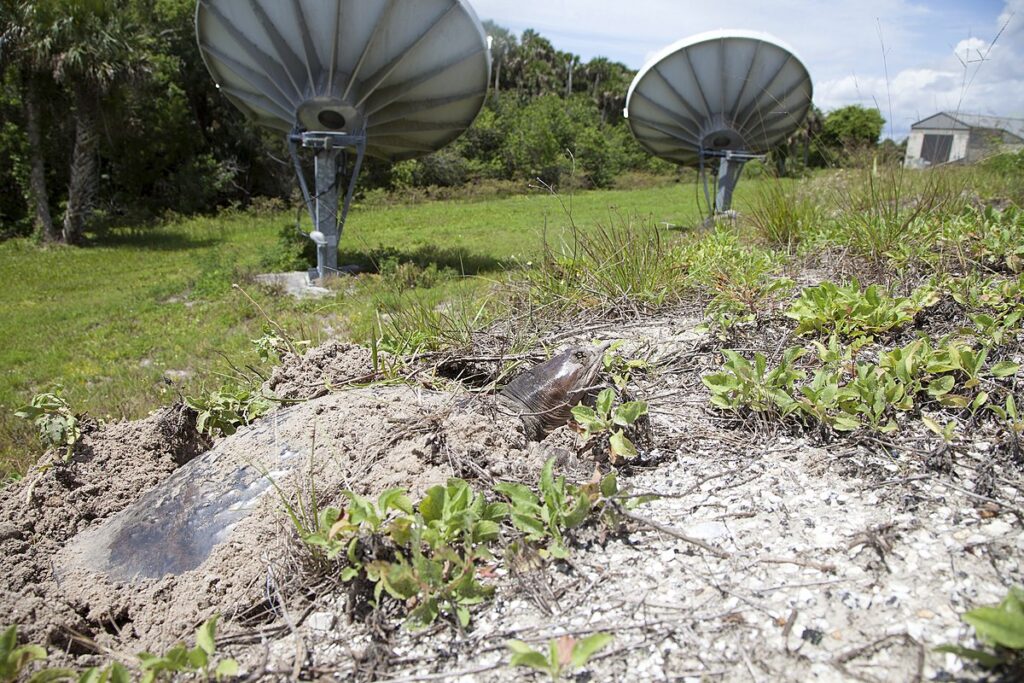 Climate Change Impacts on Reptile Populations