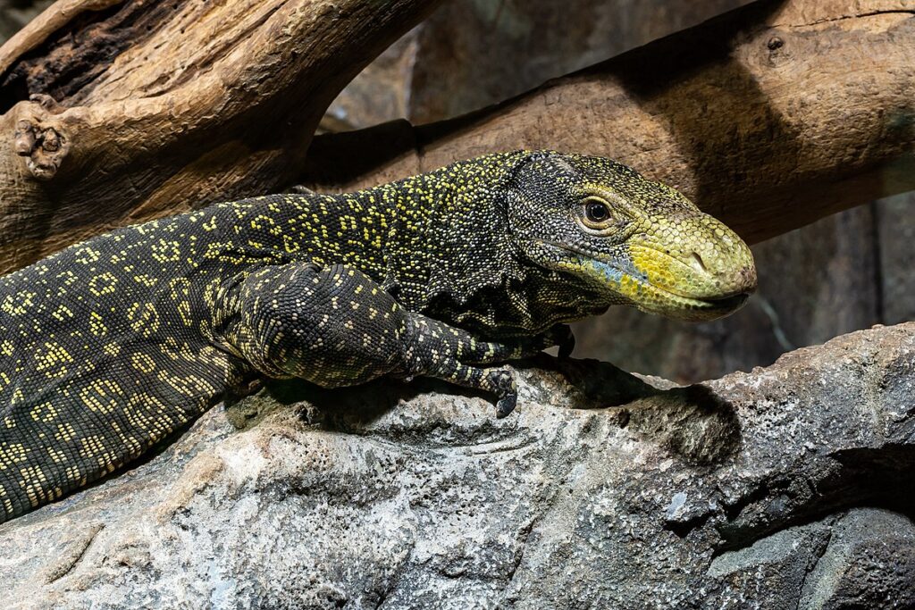Crocodile Monitor (Varanus salvadorii)