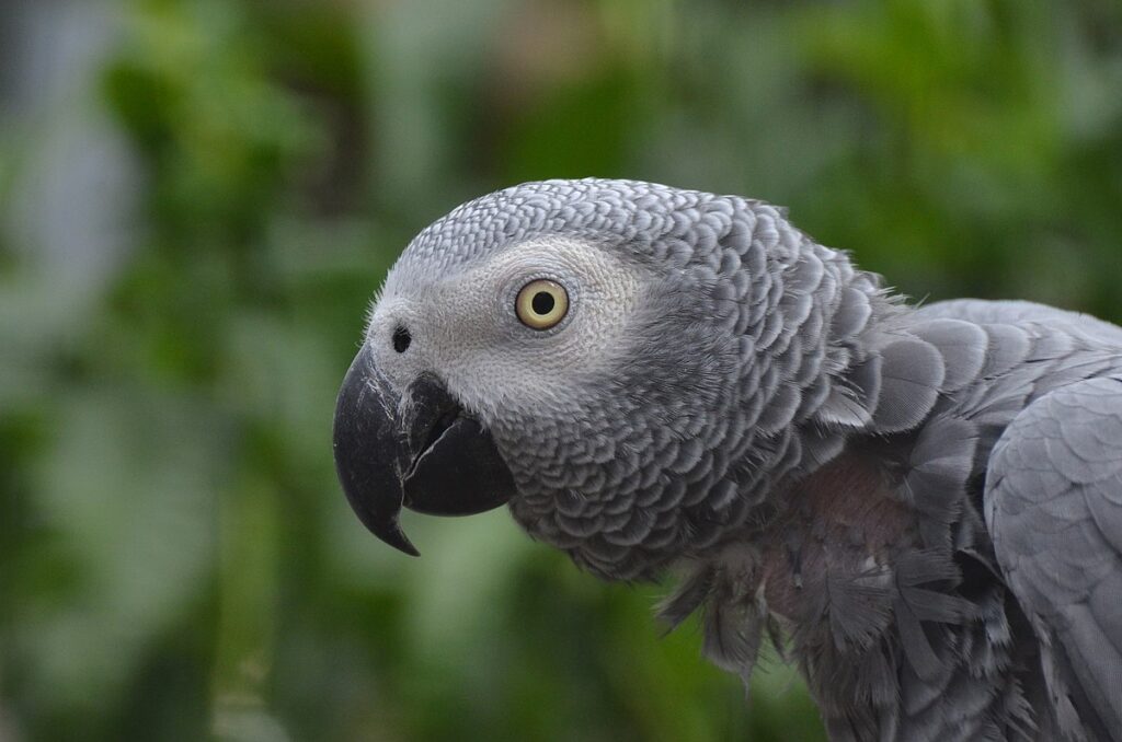 Famous African Grey Studies and Subjects
