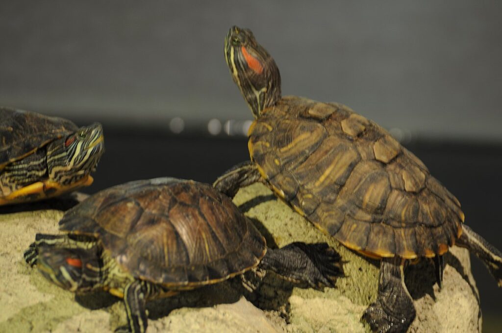 Red-Eared Slider: Versatile Temperature Adaptations
