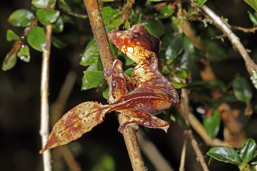 Leaf-Tailed Gecko (Uroplatus spp.)