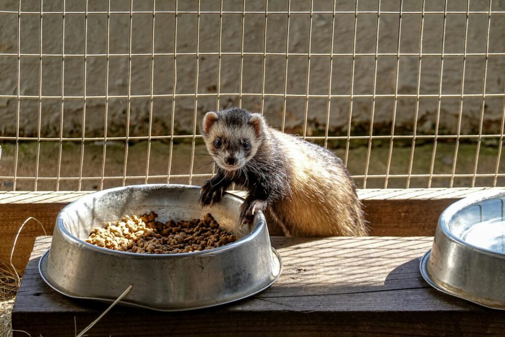 A curious domestic ferret enjoying its meal in an outdoor enclosure.