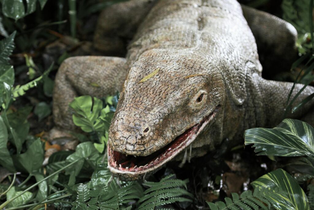 Detailed close-up of a Komodo Dragon (Varanus komodoensis) among tropical foliage.