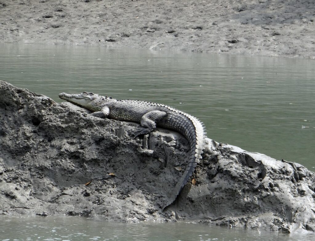 saltwater crocodile, crocodylus porosus, estuarine, indo-pacific crocodile, marine, sea-going crocodile, animal, carnivorous, sundarbans, nature, swamp, mangroves, unesco, heritage, ramsar site, india